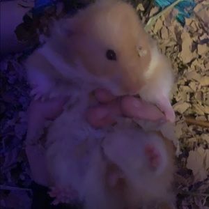 Meet your Posher, Skyler